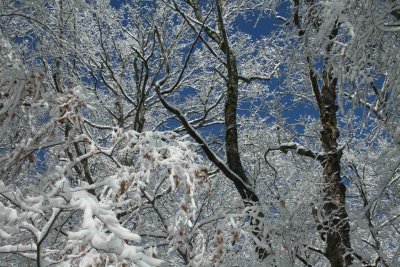 Snowy Twisted Timber on Appalachian Ridge tb1211hgr.jpg
