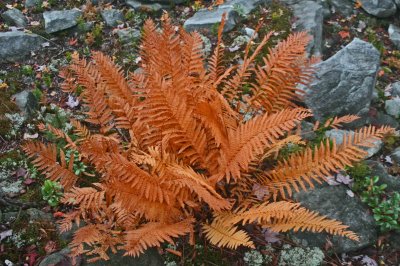 Cinnamon Ferns Among Bleached Sandstones tb1010sfr.jpg