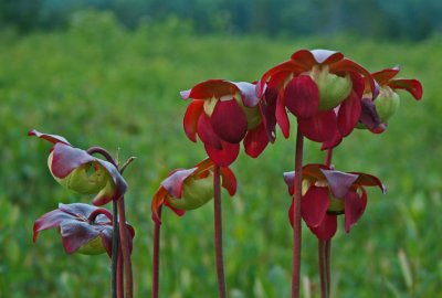 Nice Group Blooming Pitcher Plants Cranberry Glades tb0811ajr.jpg