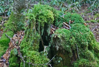 Decaying Stump and Small Tree Covered in Mtn Moss tb1112azr.jpg