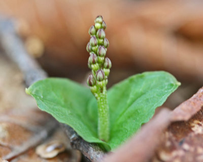 L Cordata Orhid Tight Bud Early Season tb0312ba.jpg