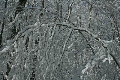 New Snow Bending Branches in Appalachian Woods tb1211apr.jpg