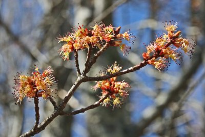 Vibrant Maple Blooms in Spring Appalchian Mtns tb0312bdr.jpg
