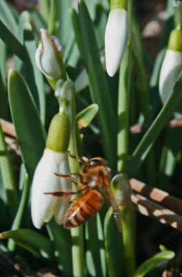 Honey Bee on New Blooming Spring Flowers v tb0212atr.jpg