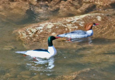 Teal Male and Female Ducks On Williams River cr tb0312bfr.jpg