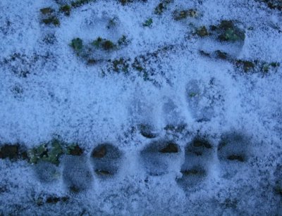 Crouched Bobcats Tracks on Snowy Appalacian Log tb1211brr.jpg