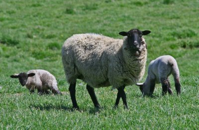 New Born Lambs with Protective Mom tb0412car.jpg