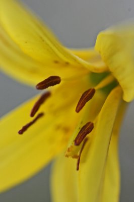  Vibrant Trout Lily Angled Close up Scene v tb0412chr.jpg