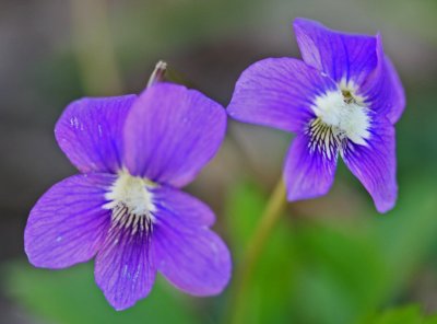 Pair of Purple Spring Violets Appalachian Mtns tb0412bgr.jpg