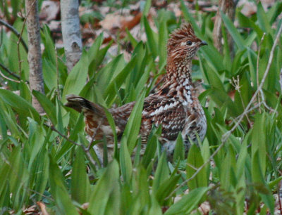 Ruffed Grouse Blending in Spring Greenery tb0412cbr.jpg