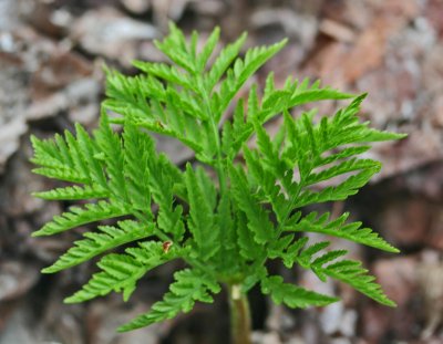 Premature Rattlesnake Fern in Appalachians tb0412cjr.jpg