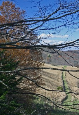 Branches Covering Appalachian Farm Field and Lane v tb0412cnr.jpg