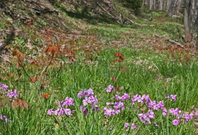 Wild Phlox Emerging on Open Mtn Lane tb0412cpr.jpg