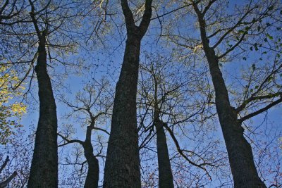 Silhouette of Random Trees Kennsion Mtn East tb0412cqr.jpg