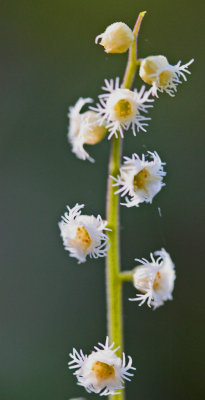 Snow Flake Blooms on Mitre Wort Plant v tb0412crr.jpg