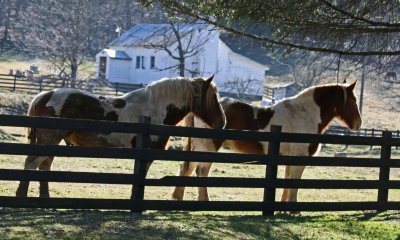 Happy Horses Fronting Rural Appalachian Church tb0212bjr.jpg