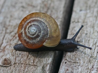 Snail Crossing Crack in WV Mtn Log tb0412der.jpg