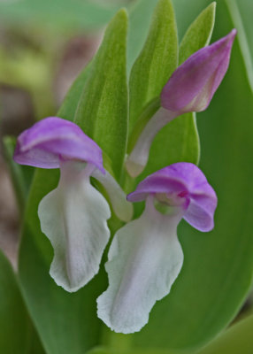 Showy Orchis in Splendid Pink and White v tb0412dfr.jpg