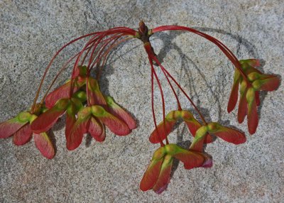 Maple Seedlings Lying on White Sandstone tb0412dkr.jpg