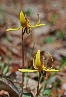 Bright Trout Lillies With Twisted Golden Petals v tb0312bkr.jpg