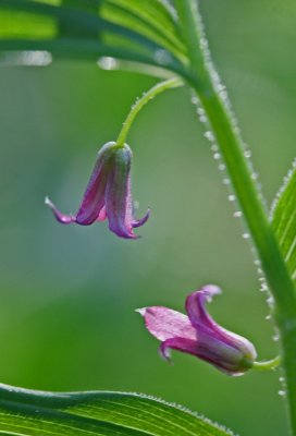 Twisted Rose Stalk Flowers in April Appalachians v tb0412csr.jpg