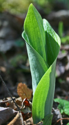 Sprouting P Grandiflora Orchid into Mtn Sunlight v tb0412ccxl.jpg