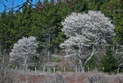 Sunlit Service Trees Blooming by Spruce on Ridge tb0412cmr.jpg