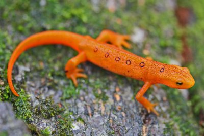 Red Eft Alit in Rainy Mtn Woods tb0412dmr.jpg