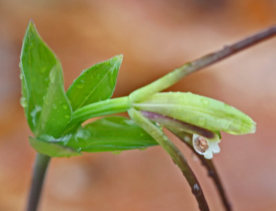 Rain Soaked Whorled Pogonia Orchid in Early Cycle tb0412dnr.jpg