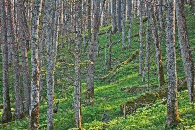 Mixture of Random Trees on Plush Hillside tb0412dqr.jpg