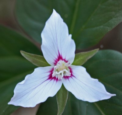 Painted Trillium on Kennison Mtn Trail Side s tb0412dpr.jpg