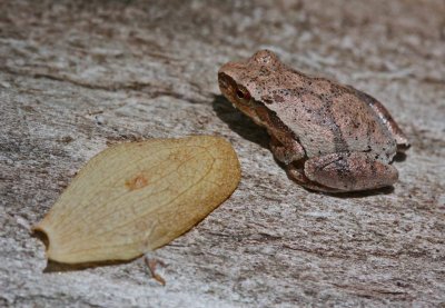 Hyla Crucifer Frog on Sunny Log tb0412ddr.jpg