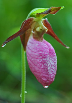 Pink Lady Bulb and Sepals with Spring Raindrops v tb0512dlr.jpg