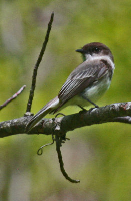 Phoebe Perched on Tree Branch on Mtn Ridge v tb0512dmr.jpg