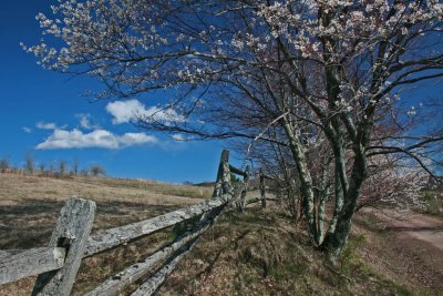 Scenic Service Trees over Split Rail Fence on Buffalo Mtn tb0412dir.jpg