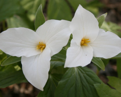 Snow White Trilliums Cherry Valley Spring tb0412dsr.jpg