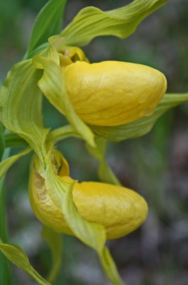 Double Yellow Ladies Enhancing Appalachian Woodland v tb0512dnr.jpg