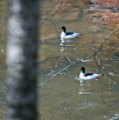 Male Teal Ducks Cruising on Upper Williams River s tb0312fcr.jpg