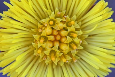 Close up Vibrant Blooming Coltsfoot Flower tb0312fer.jpg