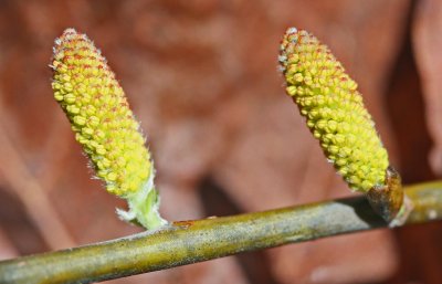 New Marsh Willow Sunlit Buds and Shadows tb0312bjr.jpg