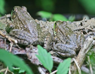 Pair of Woodland Frogs Chilling by WV Mtn Pond tb0512fhr.jpg
