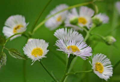 Fleabane Daisies Among Vines and Greenery tb0512fjr.jpg