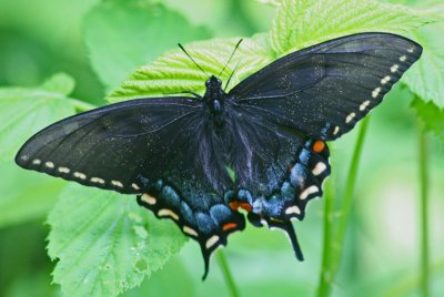 Black Swallowtail Alit on Spring Leafage tb0512fkr.jpg