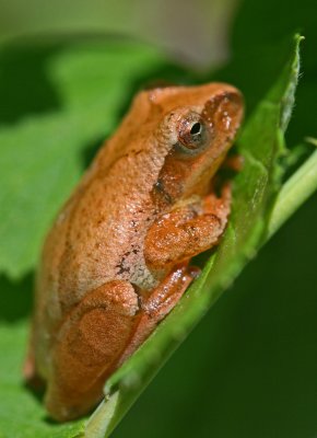 Cresta Crucifer Frog in Appalachian Woodlot v tb0512fur.jpg