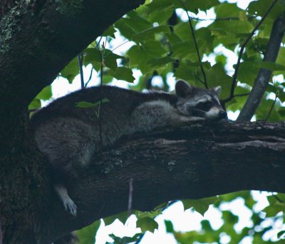 Raccoon Taking it Easy in Large Poplar Tree tb0512fvr.jpg