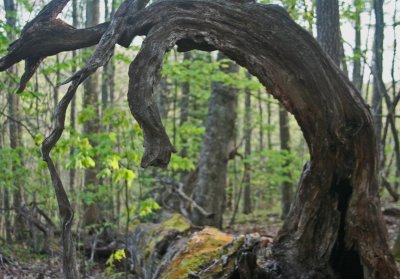 Mature Appalachian Chesnut Log and Woods Scene tb0512dfr.jpg