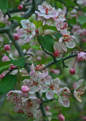 Crab Apple Flowers and Buds Decorating Appalachian Ridge  tb0512gax.jpg