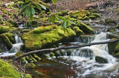 Isolated Stream Scene Uplands of Sugar Creek tb0412dlr.jpg