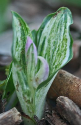 Varigated Showy Orchis with Pink Buds Burgeoning v tb0412gfx.jpg
