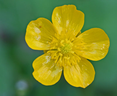 Single Cinquefoil Bloom in Edge Mtn Lot tb0512gbx.jpg